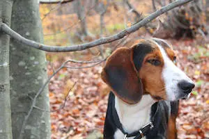Serbian Tricolor Hound